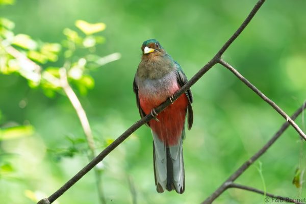 Narina Trogon ♀ - South Africa - Santa Lucia - 2026