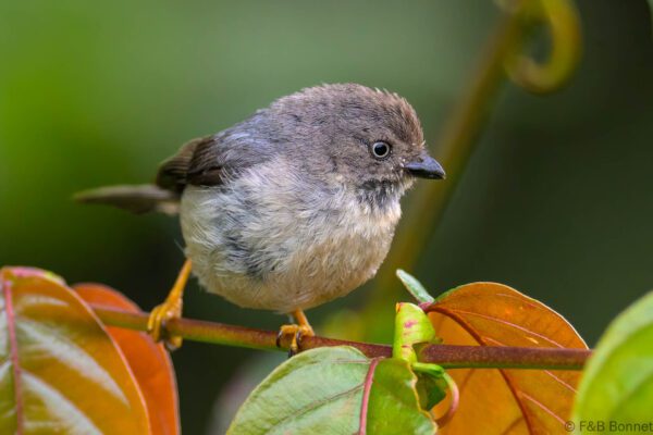 Pygmy Bushtit - Indonesia - Java central - 2025