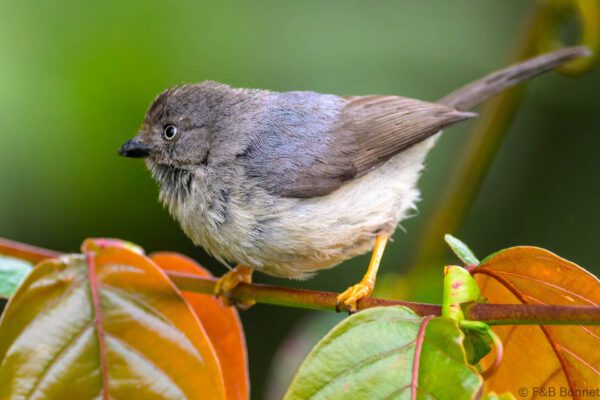 Pygmy Bushtit - Indonesia - Java central - 2025