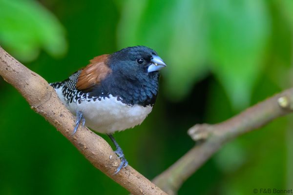 Red-backed Mannikin - Zimbabwe - Honde Valley - 2026