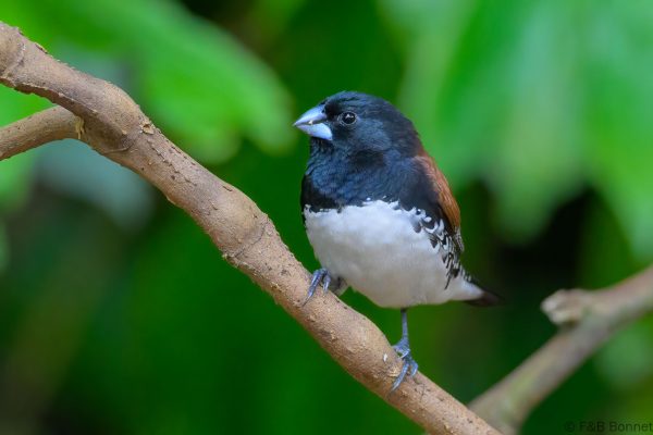 Red-backed Mannikin - Zimbabwe - Honde Valley - 2026