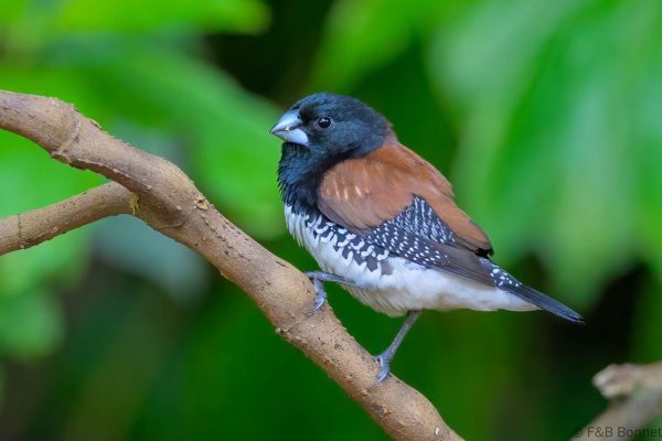 Red-backed Mannikin - Zimbabwe - Honde Valley - 2026