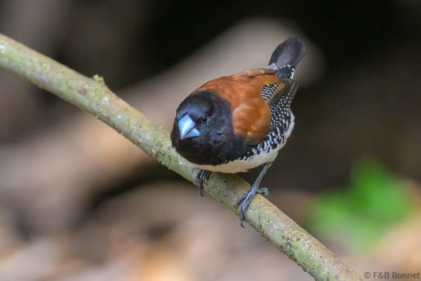 Red-backed Mannikin - Zimbabwe - Honde Valley - 2026