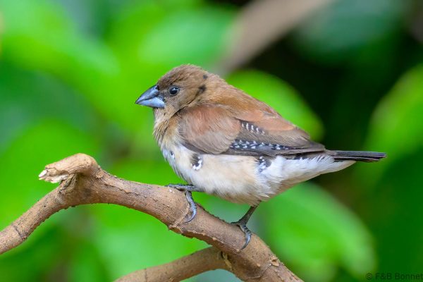 Red-backed Mannikin (imm.) - Zimbabwe - Honde Valley - 2026