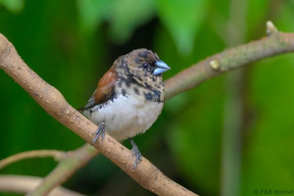 Red-backed Mannikin (imm.) - Zimbabwe - Honde Valley - 2026