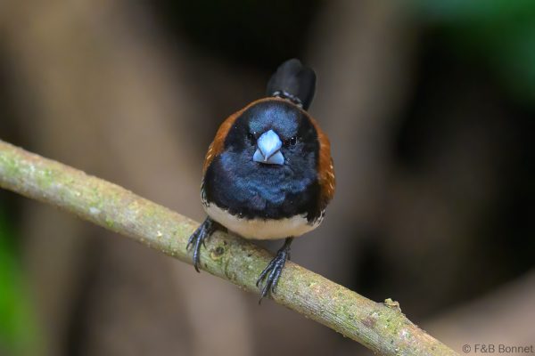 Red-backed Mannikin - Zimbabwe - Honde Valley - 2026