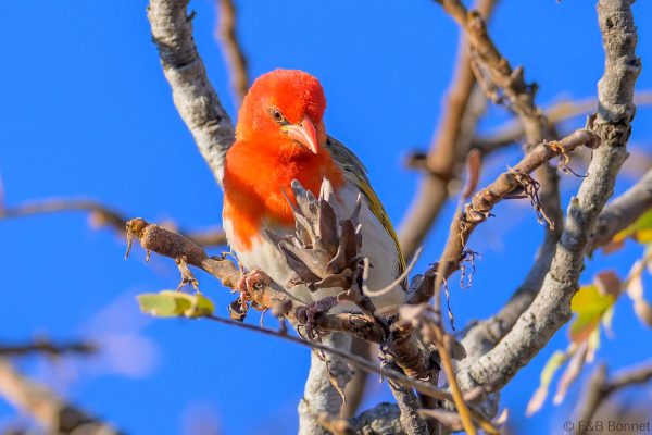 Red-headed Weaver - Zimbabwe - Christon Bank - 2026