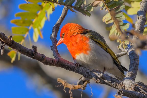 Red-headed Weaver - Zimbabwe - Christon Bank - 2026