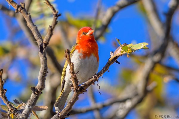 Red-headed Weaver - Zimbabwe - Christon Bank - 2026