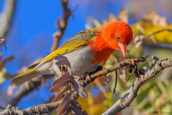 Red-headed Weaver - Zimbabwe - Christon Bank - 2026