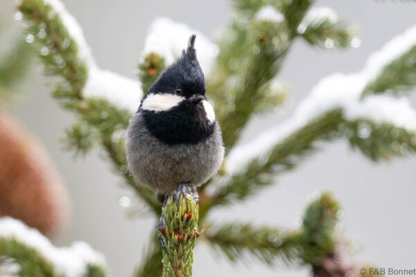 Rufous-vented Tit - China - Sichuan - 2026