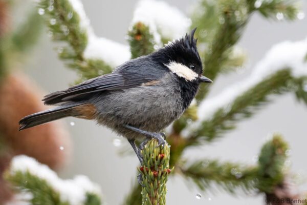 Rufous-vented Tit - China - Sichuan - 2026