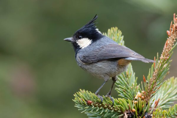 Rufous-vented Tit - China - Sichuan - 2026