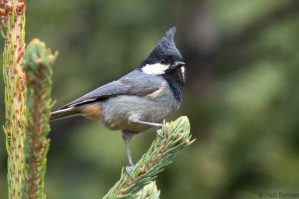 Rufous-vented Tit - China - Sichuan - 2026