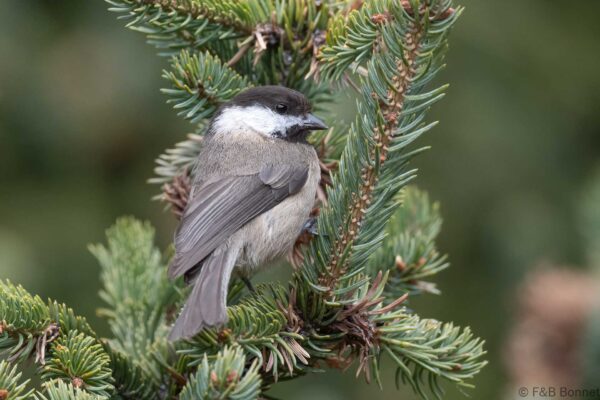 Sichuan Tit - China - Sichuan - 2026