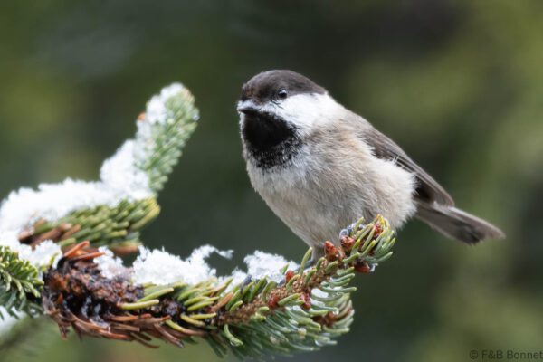 Sichuan Tit - China - Sichuan - 2026