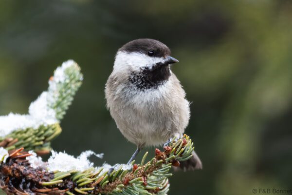 Sichuan Tit - China - Sichuan - 2026