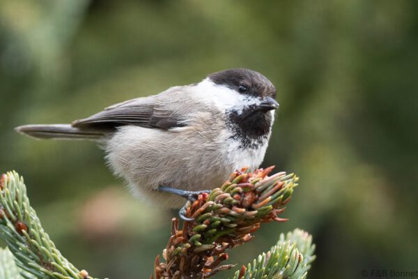 Sichuan Tit - China - Sichuan - 2026