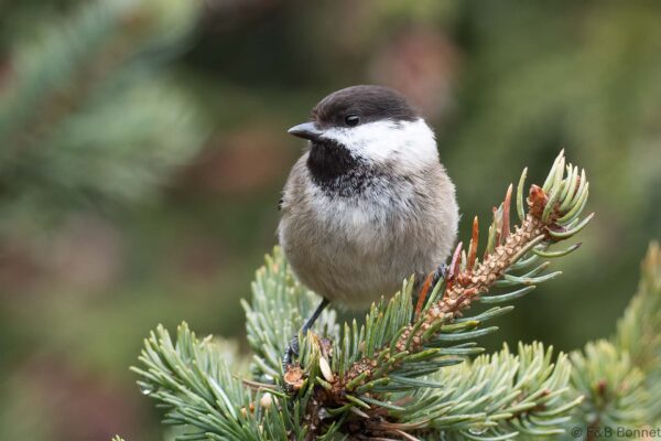 Sichuan Tit - China - Sichuan - 2026