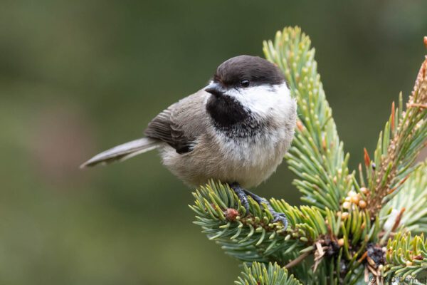 Sichuan Tit - China - Sichuan - 2026