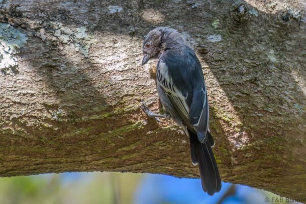 Southern Black Tit - South Africa - Louis Trichardt - 2022
