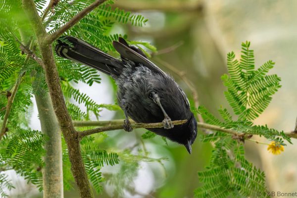 Southern Black Tit - South Africa - Tembe - 2026