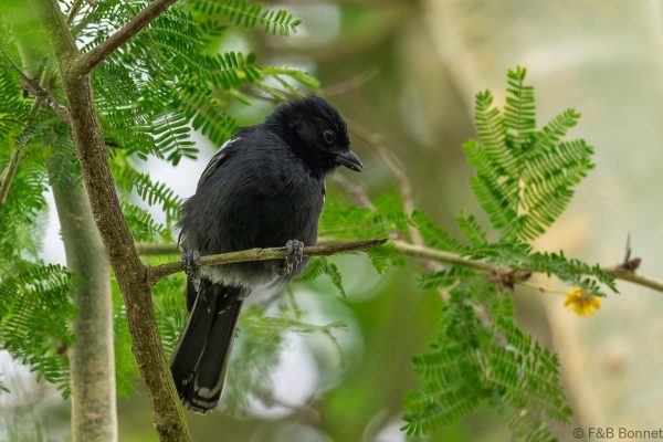 Southern Black Tit - South Africa - Tembe - 2026