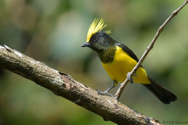 Sultan Tit China - Yunnan - 2025