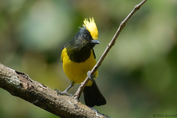 Sultan Tit China - Yunnan - 2025