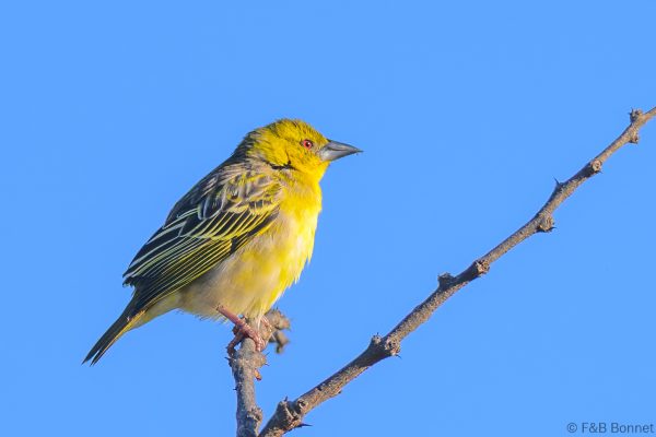 Village Weaver - Zimbabwe - Vumba - 2026
