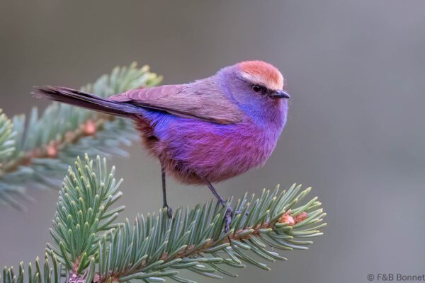 White-browed Tit-warbler - China - Sichuan - 2026