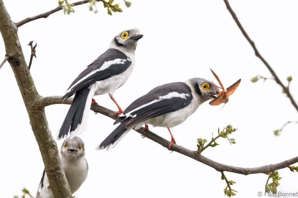 White-crested Helmetshrike - South Africa - Tembe - 2026