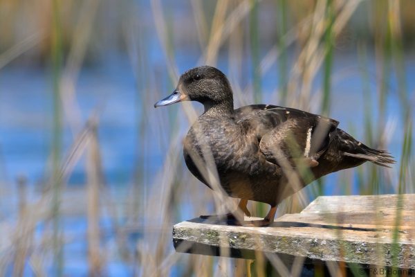 African Black Duck - Zimbabwe - Troutbeck - 2026