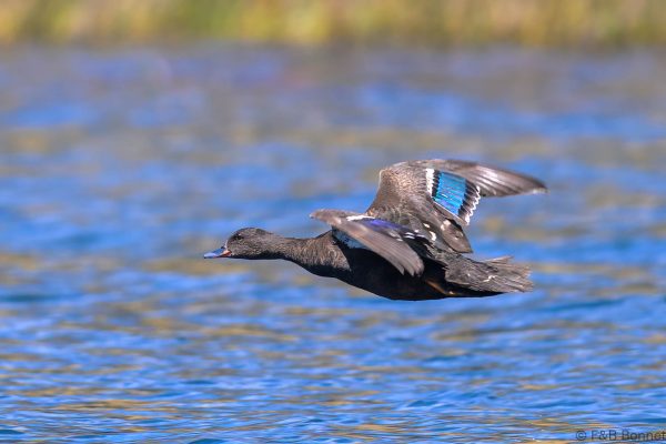 African Black Duck - Zimbabwe - Troutbeck - 2026