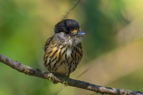African Broadbill - Zimbabwe - Honde Valley - 2026