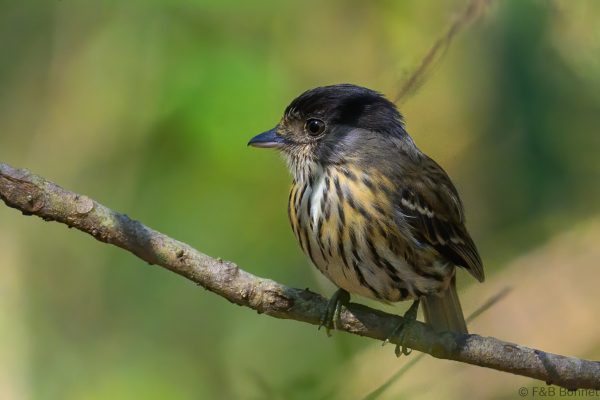 African Broadbill - Zimbabwe - Honde Valley - 2026
