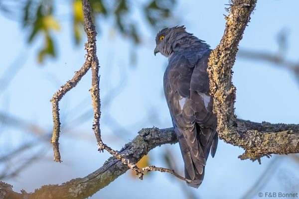 African Cuckoo-Hawk - Zimbabwe - Christon Bank - 2026