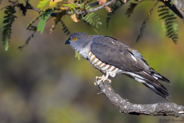 African Cuckoo-Hawk - Zimbabwe - Christon Bank - 2026