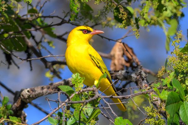 African Golden Oriole - Zimbabwe - Gosho Park - 2026