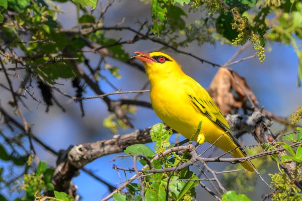 African Golden Oriole - Zimbabwe - Gosho Park - 2026