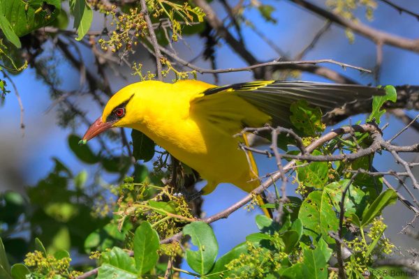 African Golden Oriole - Zimbabwe - Gosho Park - 2026