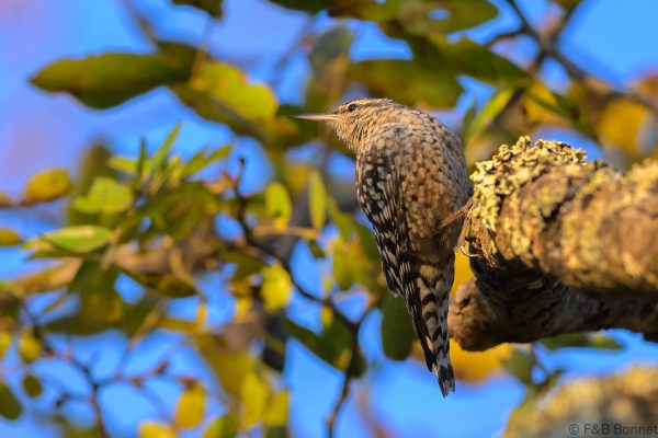 African Spotted Creeper - Zimbabwe - Vumba - 2026
