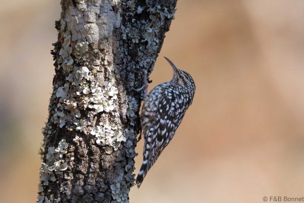 African Spotted Creeper - Zimbabwe - Gosho Park - 2026