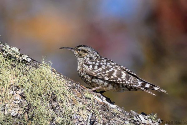 African Spotted Creeper - Zimbabwe - Gosho Park - 2026