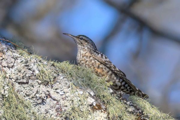 African Spotted Creeper - Zimbabwe - Gosho Park - 2026