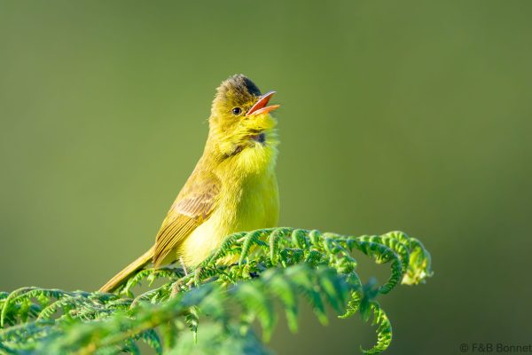African Yellow Warbler - Zimbabwe - Vumba - 2026