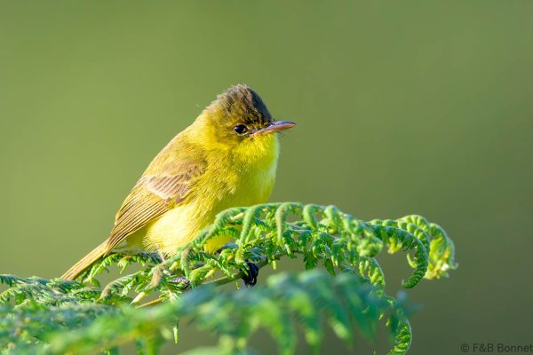 African Yellow Warbler - Zimbabwe - Vumba - 2026