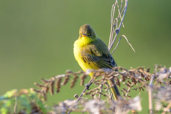 African Yellow Warbler - Zimbabwe - Vumba - 2026