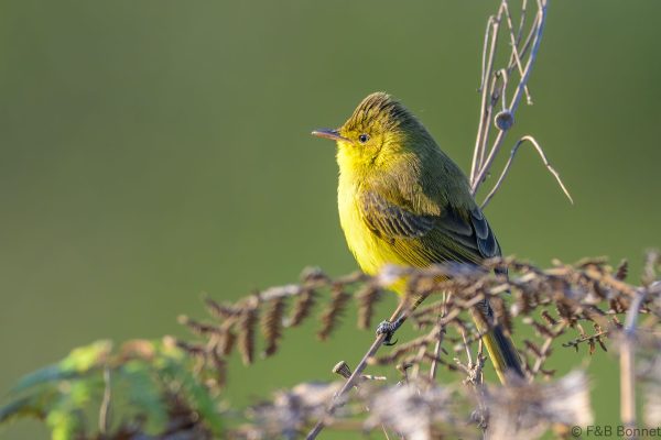 African Yellow Warbler - Zimbabwe - Vumba - 2026