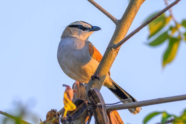 Black-crowned Tchagra - Zimbabwe - Honde Valley - 2026